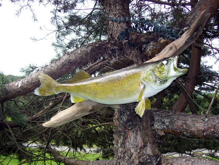 walleye.jpg walleye.jpg