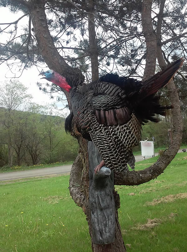 turkey-3.jpg turkey-3.jpg