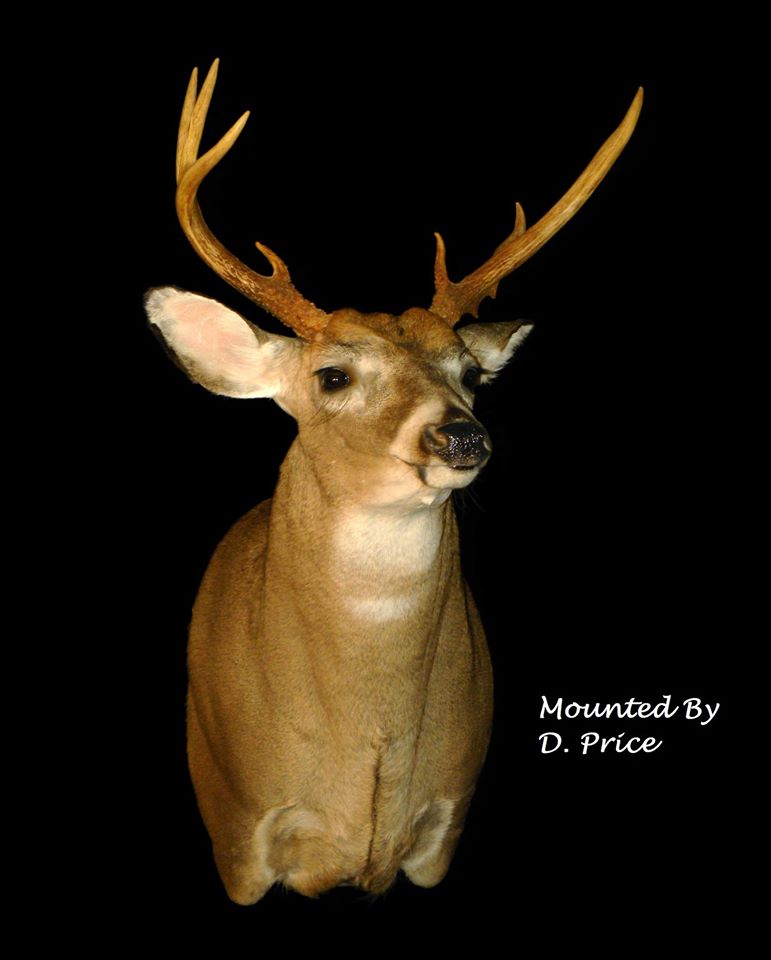 11427265_976084099099190_2882425853471248703_o.jpg 11427265_976084099099190_2882425853471248703_o.jpg