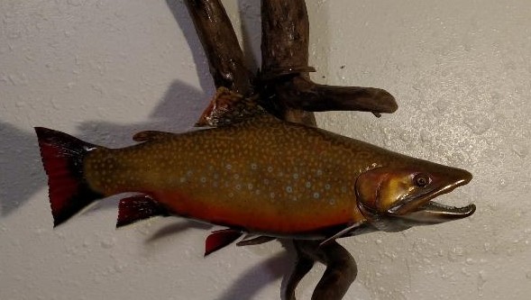 Brook-Trout-1.jpg Brook-Trout-1.jpg