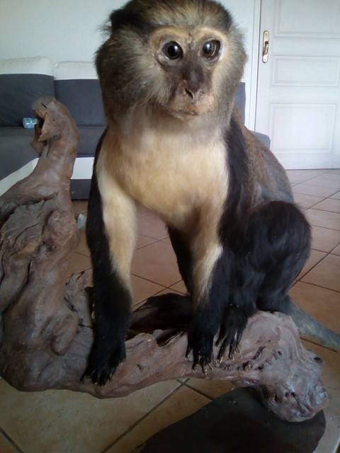 16395634_618983041620573_1706382867_n.jpg 16395634_618983041620573_1706382867_n.jpg