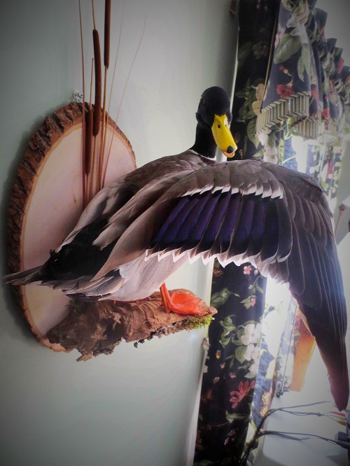 Duck-5a.jpg Duck-5a.jpg