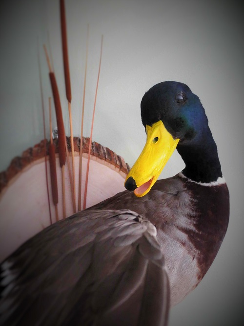 Duck-5b.jpg Duck-5b.jpg