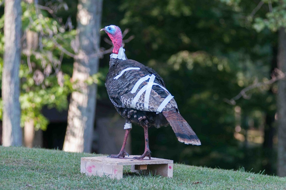 my-1st-jake-2.jpg my-1st-jake-2.jpg