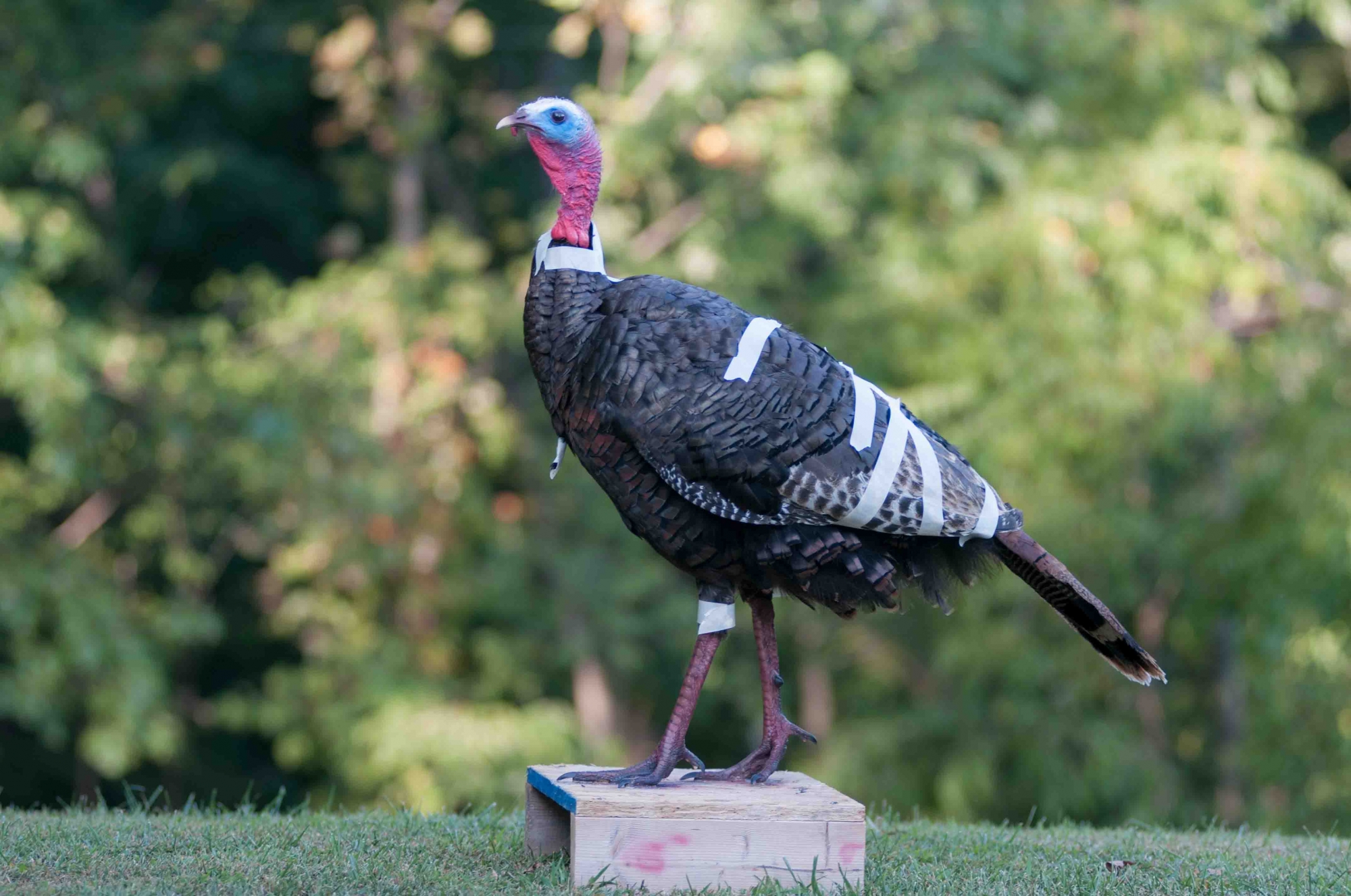 my-j1st-ake.jpg my-j1st-ake.jpg