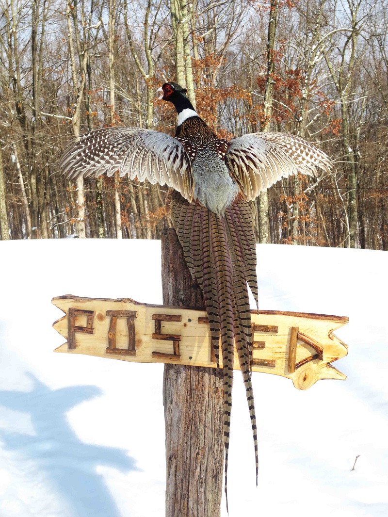 Pheasant-1web-1.jpg Pheasant-1web-1.jpg