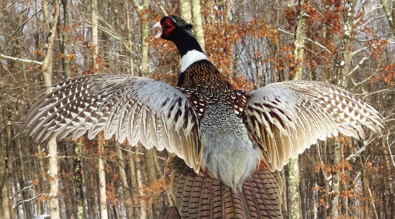 Pheasant-2web-1.jpg Pheasant-2web-1.jpg