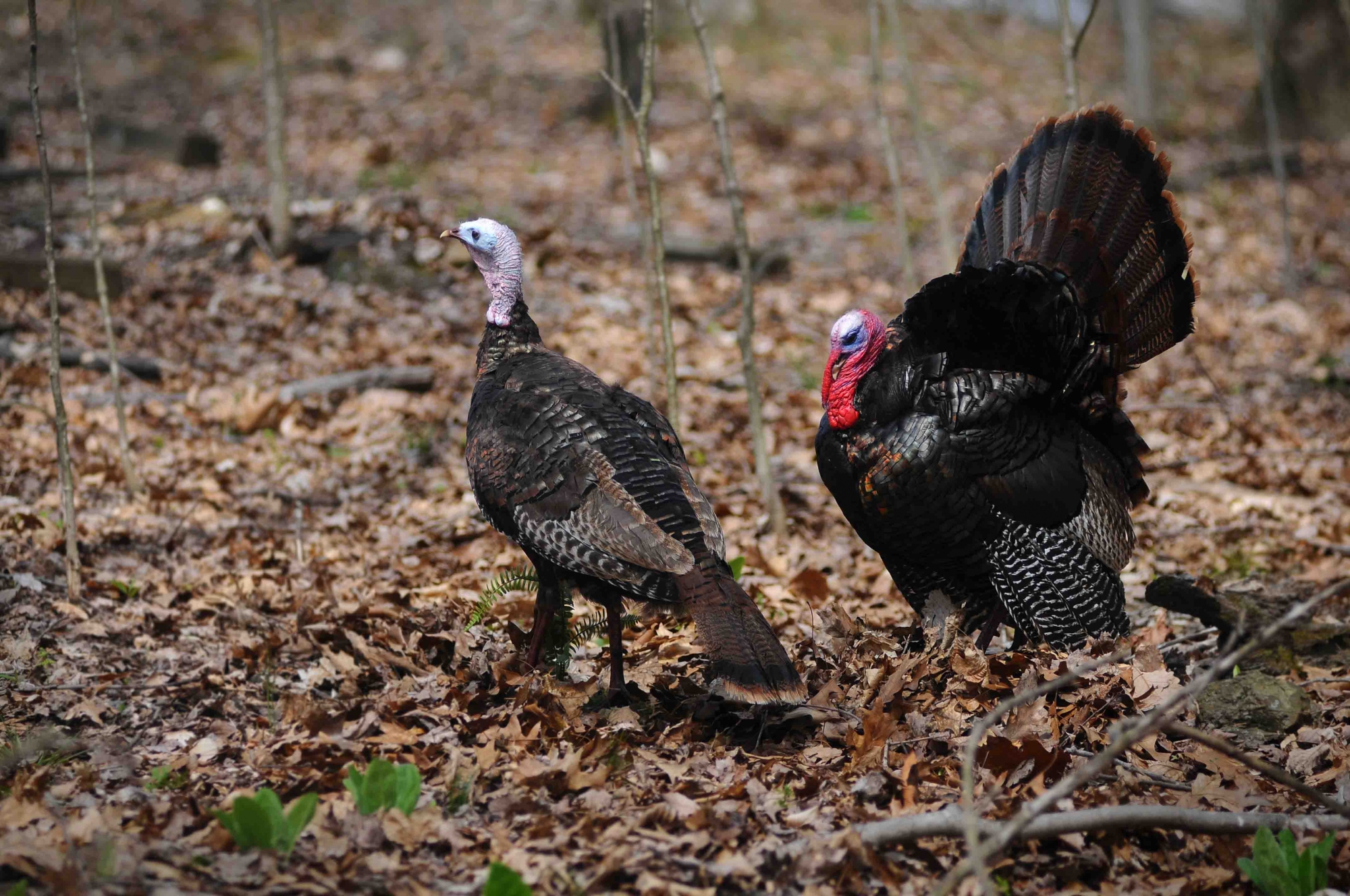 My-2-turkeys-web.jpg