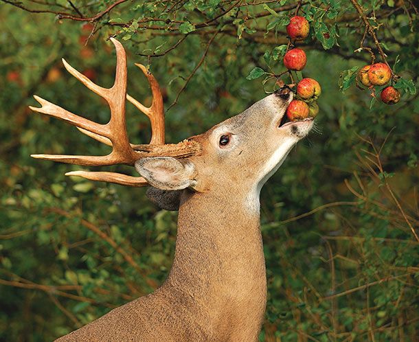buck-eating-apples.jpg buck-eating-apples.jpg