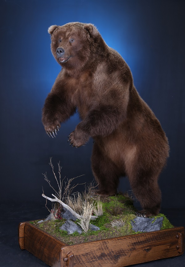 Brown-Bear-by-Zimmerman-WildlifeRS.jpg Brown-Bear-by-Zimmerman-WildlifeRS.jpg