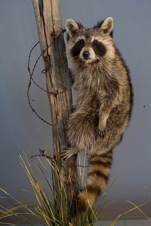 MSML-03resize.jpg MSML-03resize.jpg