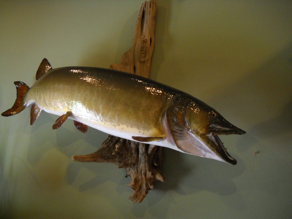 10487497_615093781932114_395062327957735301_n.jpg 10487497_615093781932114_395062327957735301_n.jpg