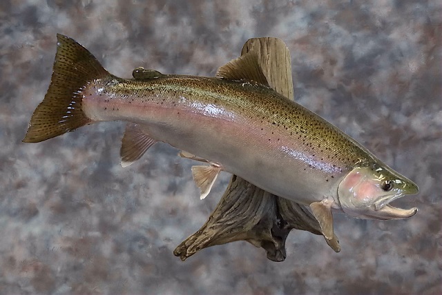 steelhead4.jpg