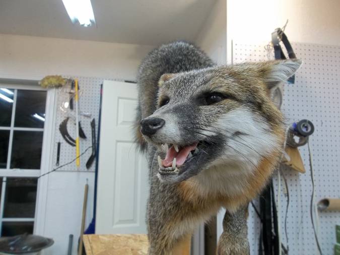 dj-gray-fox-002_675-3.jpg dj-gray-fox-002_675-3.jpg