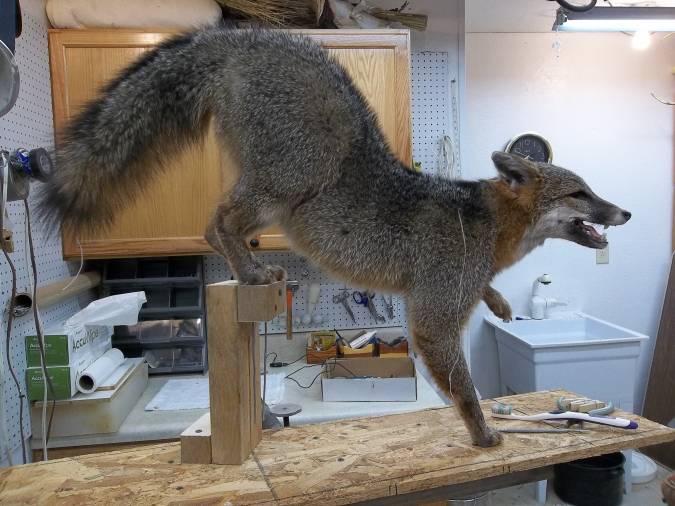 dj-gray-fox-004_675-3.jpg dj-gray-fox-004_675-3.jpg