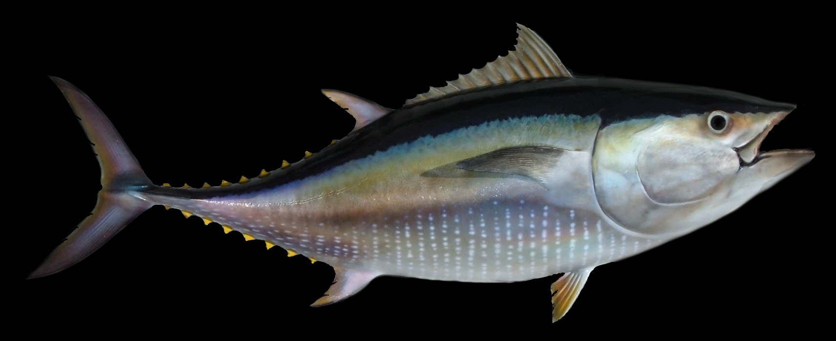 Blue Fin Tuna | Fish Taxidermy | Forum - Taxidermy Talk