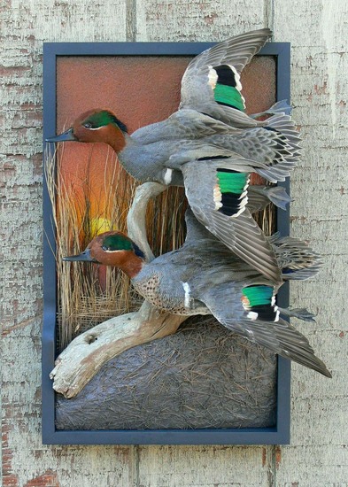 Green-Wing-Teal-1-WR.jpg Green-Wing-Teal-1-WR.jpg