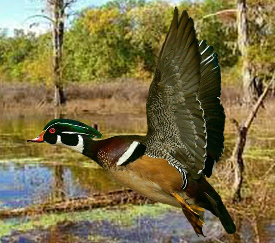 Wood-Duck-Diorama.jpg Wood-Duck-Diorama.jpg