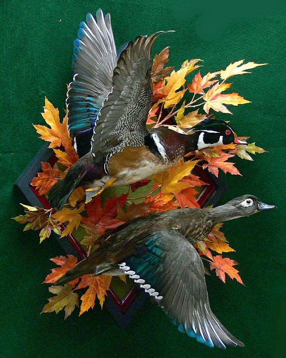 Wood-Duck-Wall-Mount-Diorama.jpg