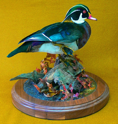 wood-duck.jpg wood-duck.jpg
