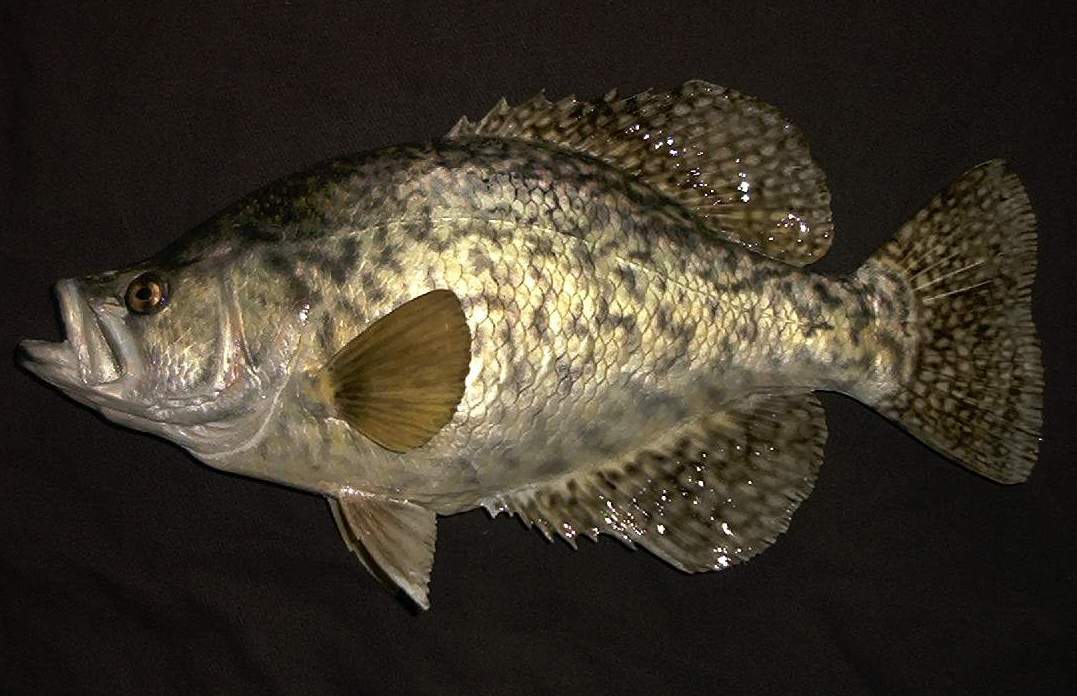 CRAPPIE-2-2.jpg CRAPPIE-2-2.jpg