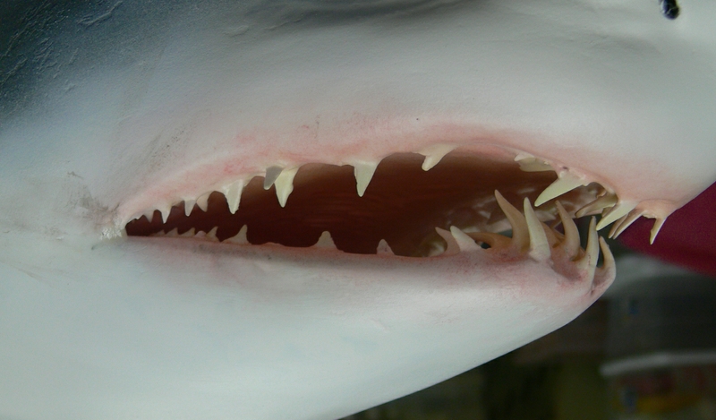 Mako-Jaw.jpg