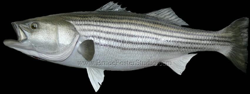 STRIPED-BASS-2-WRW.jpg
