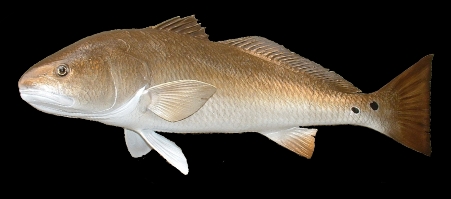 redfish-2.jpg