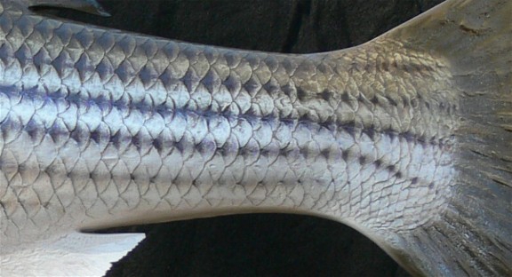 striped-bass-tail-close-up-2.jpg