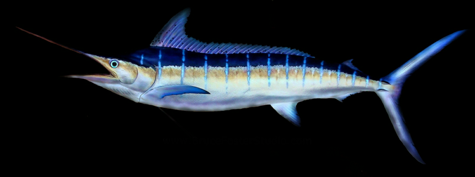 Pacific-Striped-Marlin.png Pacific-Striped-Marlin.png