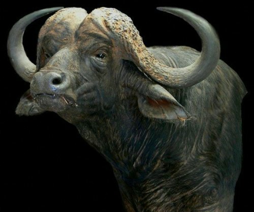 20572-Cape-Buffalo-2-WRWjpg-1.jpg 20572-Cape-Buffalo-2-WRWjpg-1.jpg