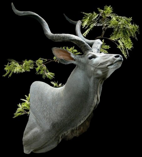 77234-Kudu-5-WRW.jpg 77234-Kudu-5-WRW.jpg