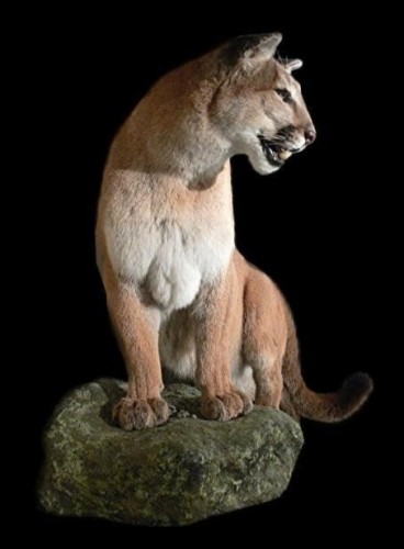 88589-Mt-Lion-2-WRW.jpg 88589-Mt-Lion-2-WRW.jpg