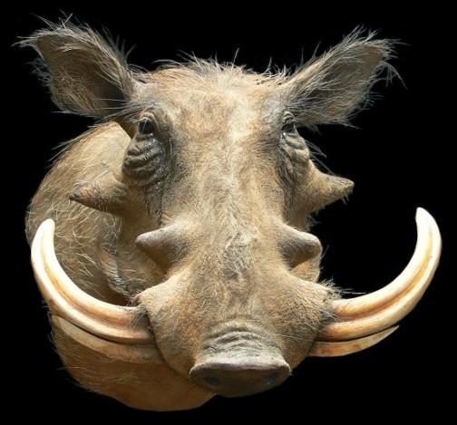 Southern-Warthog-WR-2.jpg Southern-Warthog-WR-2.jpg