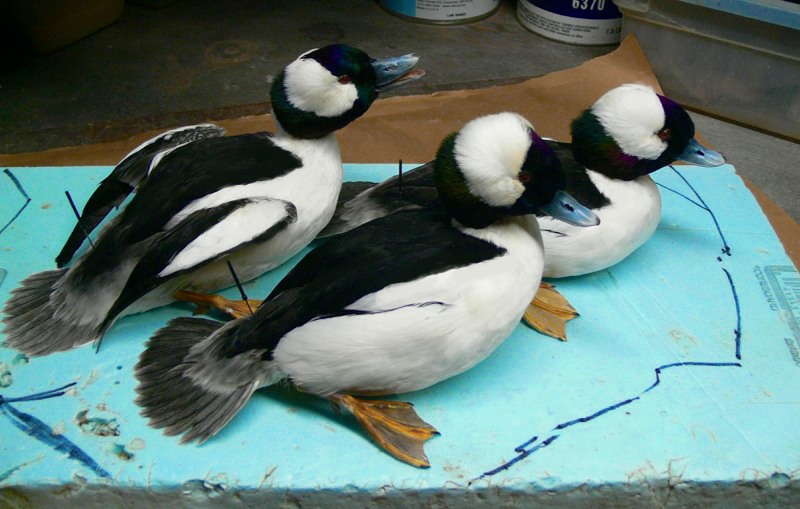 Buff-Trio.jpg Buff-Trio.jpg