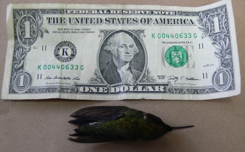 P1050422-2.jpg P1050422-2.jpg