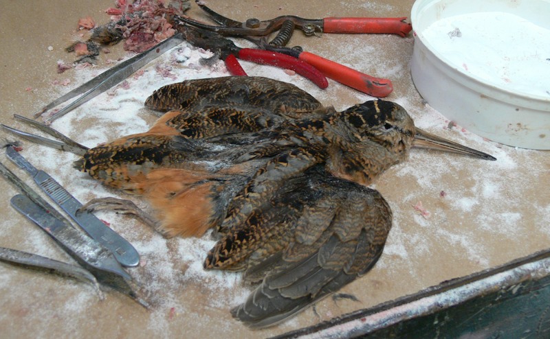 P1050424-2.jpg P1050424-2.jpg