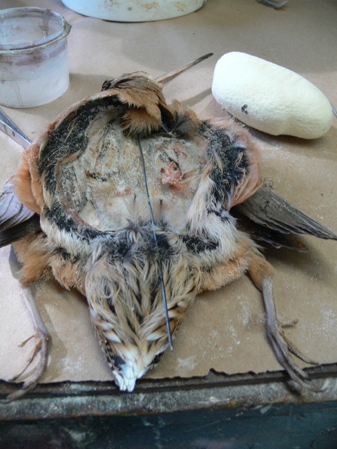 P1050434.jpg P1050434.jpg