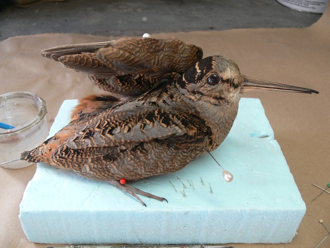 P1050435.jpg P1050435.jpg