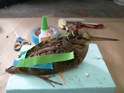 P1050438-2.jpg P1050438-2.jpg