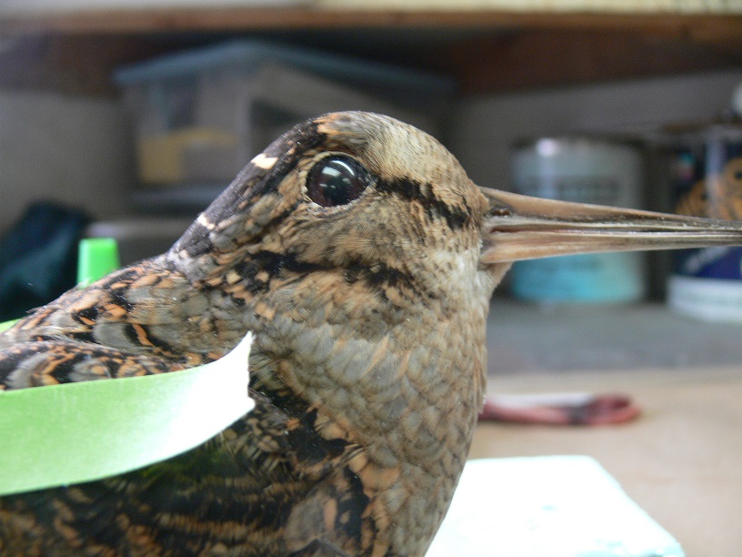 P1050439-3.jpg P1050439-3.jpg