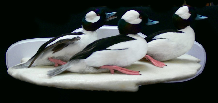 Buffle-Heads.jpg Buffle-Heads.jpg