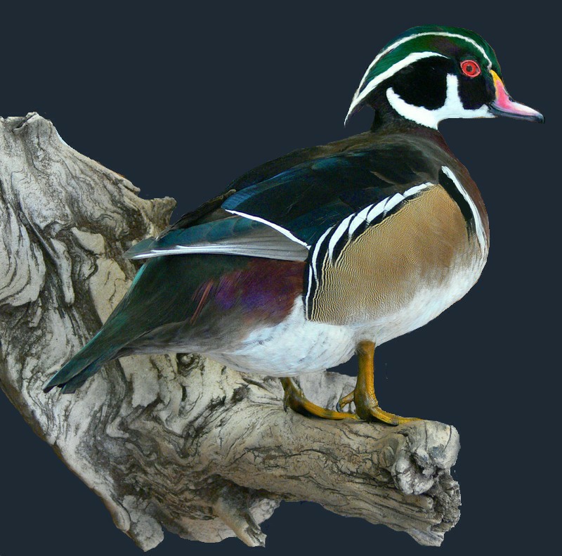 Wood-Duck.jpg Wood-Duck.jpg