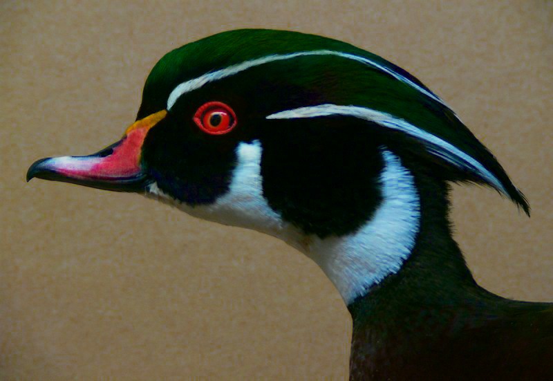 Woodduck-Head.jpg
