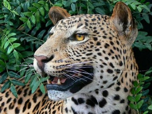 17894-Leopard-1.jpg 17894-Leopard-1.jpg