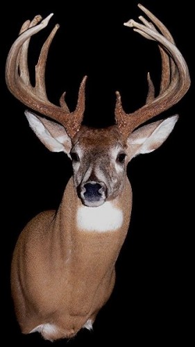 27808-Voit-WR1.jpg 27808-Voit-WR1.jpg