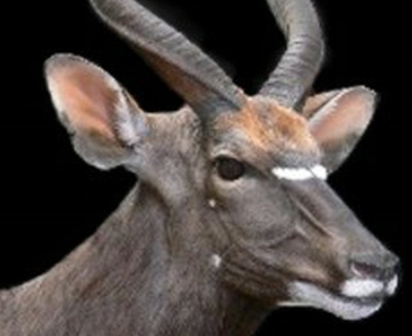 39090-Nyala-1-WRW.jpg