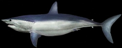 81796-Mako-Shark-1-WRW.jpg