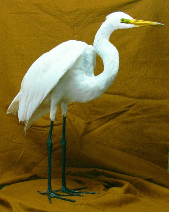 Great-Snowy-Egret-A.jpg
