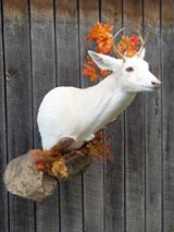 10460958_417905251722101_2917919574296538071_n.jpg 10460958_417905251722101_2917919574296538071_n.jpg